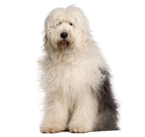 Female old hot sale english sheepdog